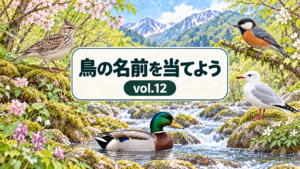 鳥の名前を当てよう vol.12。野鳥の手描き風イラストとタイトル