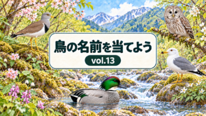 鳥の名前を当てよう vol.13。ケリ、フクロウ、ウミネコ、ヨシガモと山の渓流を描いたシリーズ共通デザイン