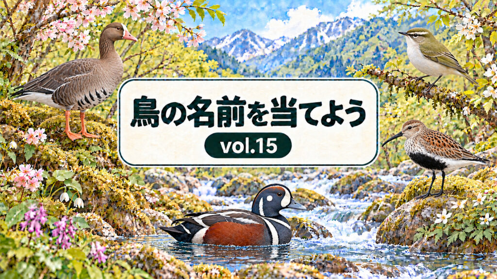 鳥の名前を当てよう vol.15。花と山と川を背景に、マガン、センダイムシクイ、ハマシギ、シノリガモを描いたシリーズ共通デザインのアイキャッチ