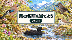 鳥の名前を当てよう vol.16。従来の花・山・川と看板のデザインに、カケス、ホシガラス、シロチドリ、クロガモを配したアイキャッチ