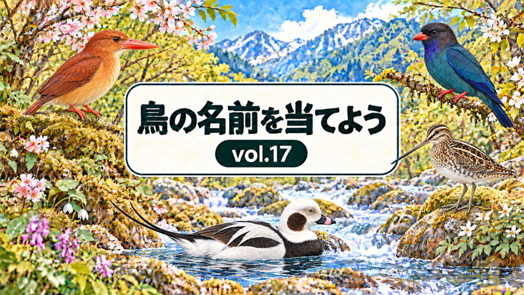 鳥の名前を当てよう vol.17。従来の花・山・川と看板のデザインに、アカショウビン、ブッポウソウ、タシギ、コオリガモを配したアイキャッチ