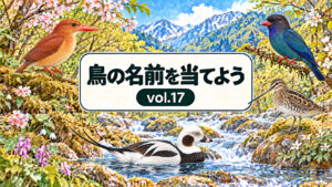 鳥の名前を当てよう vol.17。従来の花・山・川と看板のデザインに、アカショウビン、ブッポウソウ、タシギ、コオリガモを配したアイキャッチ