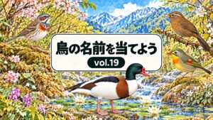 鳥の名前を当てよう vol.19。従来の花と山の背景に、ホオアカ・ガビチョウ・ソウシチョウ・ツクシガモを配したアイキャッチ