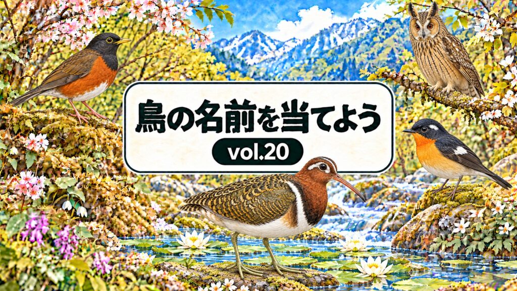 鳥の名前を当てよう vol.20。従来の花と山の背景に、アカコッコ・ムギマキ・トラフズク・タマシギを配したアイキャッチ