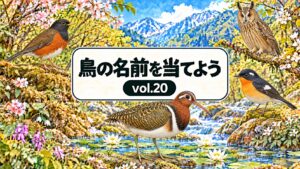 鳥の名前を当てよう vol.20。従来の花と山の背景に、アカコッコ・ムギマキ・トラフズク・タマシギを配したアイキャッチ