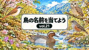 鳥の名前を当てよう vol.21。従来の花と山と川の背景に、アカモズ・コミミズク・イワヒバリ・シマアジを配したアイキャッチ
