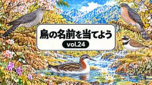 鳥の名前を当てよう vol.24。花と山と小川、ツツドリ、ハイタカ、ハジロコチドリ、アカエリヒレアシシギを描いたシリーズ共通デザイン。