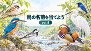 鳥の名前を当てよう vol.5 のアイキャッチ画像