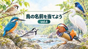 鳥の名前を当てよう vol.6 のアイキャッチ画像